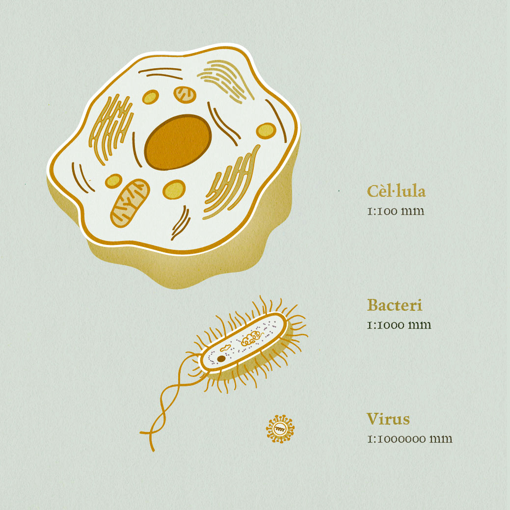 cellula-bacteri-virus1-01.jpg